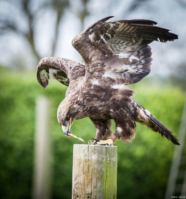 熊猫击败老鹰,球员互动频频赛后场面火爆的简单介绍 熊猫击败老鹰,球员互动频频赛后场面火爆的简单介绍