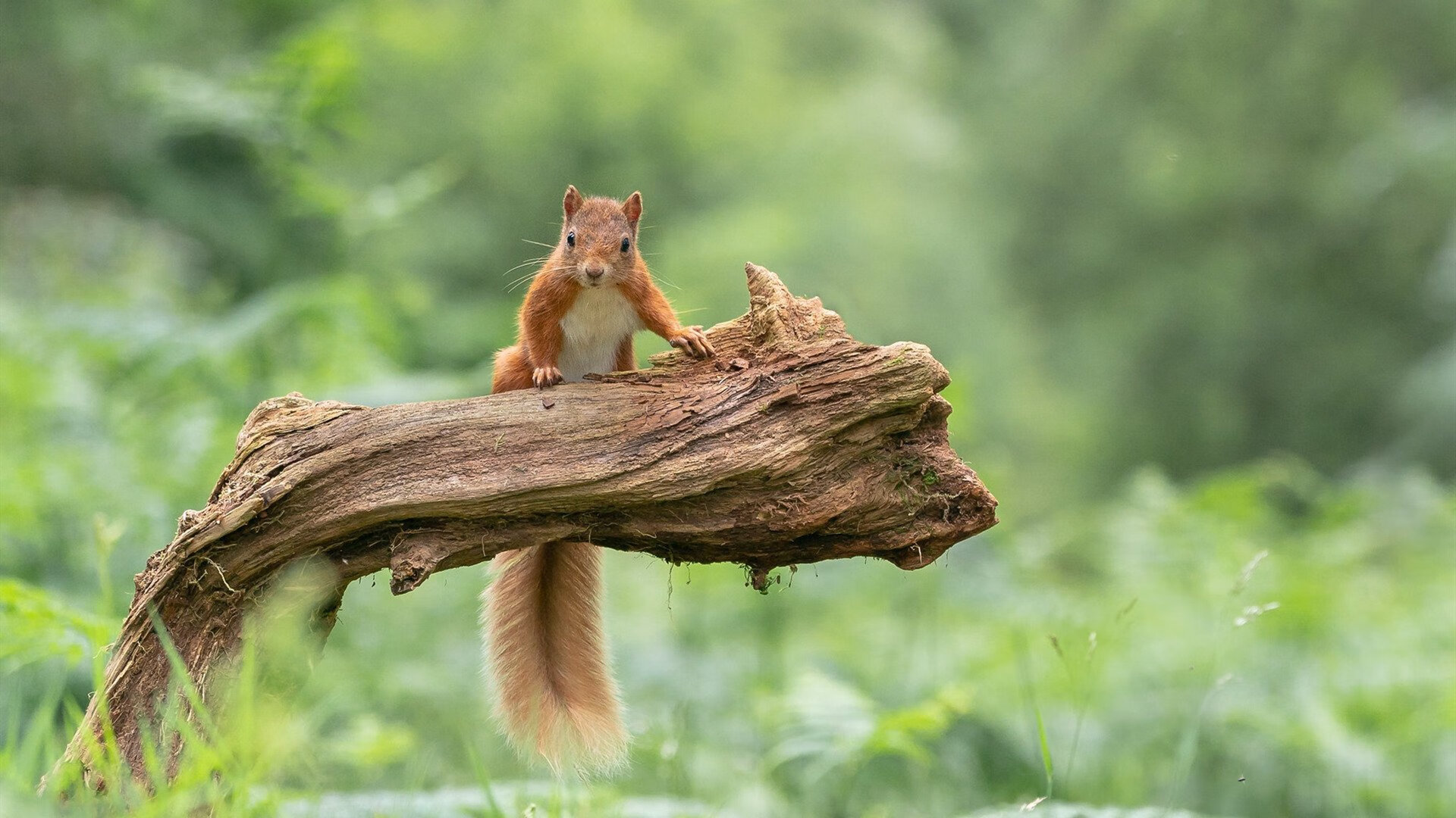 血染战靴！东决关键夜詹姆斯打碎所有质疑，赛后评分拉满，传奇仍在沸腾